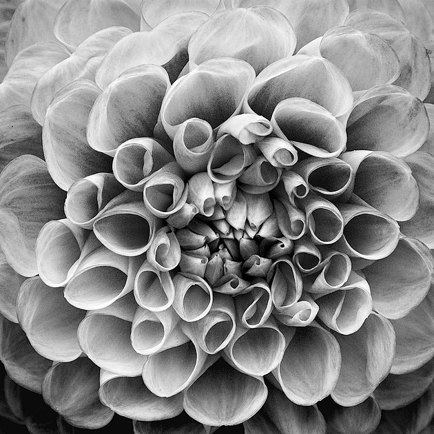 Open water lily flower and very large pads.
