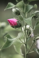 Hibiscus Bud
