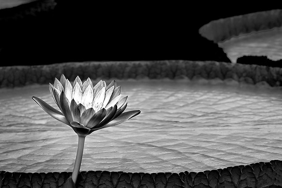 Lily & Pad
